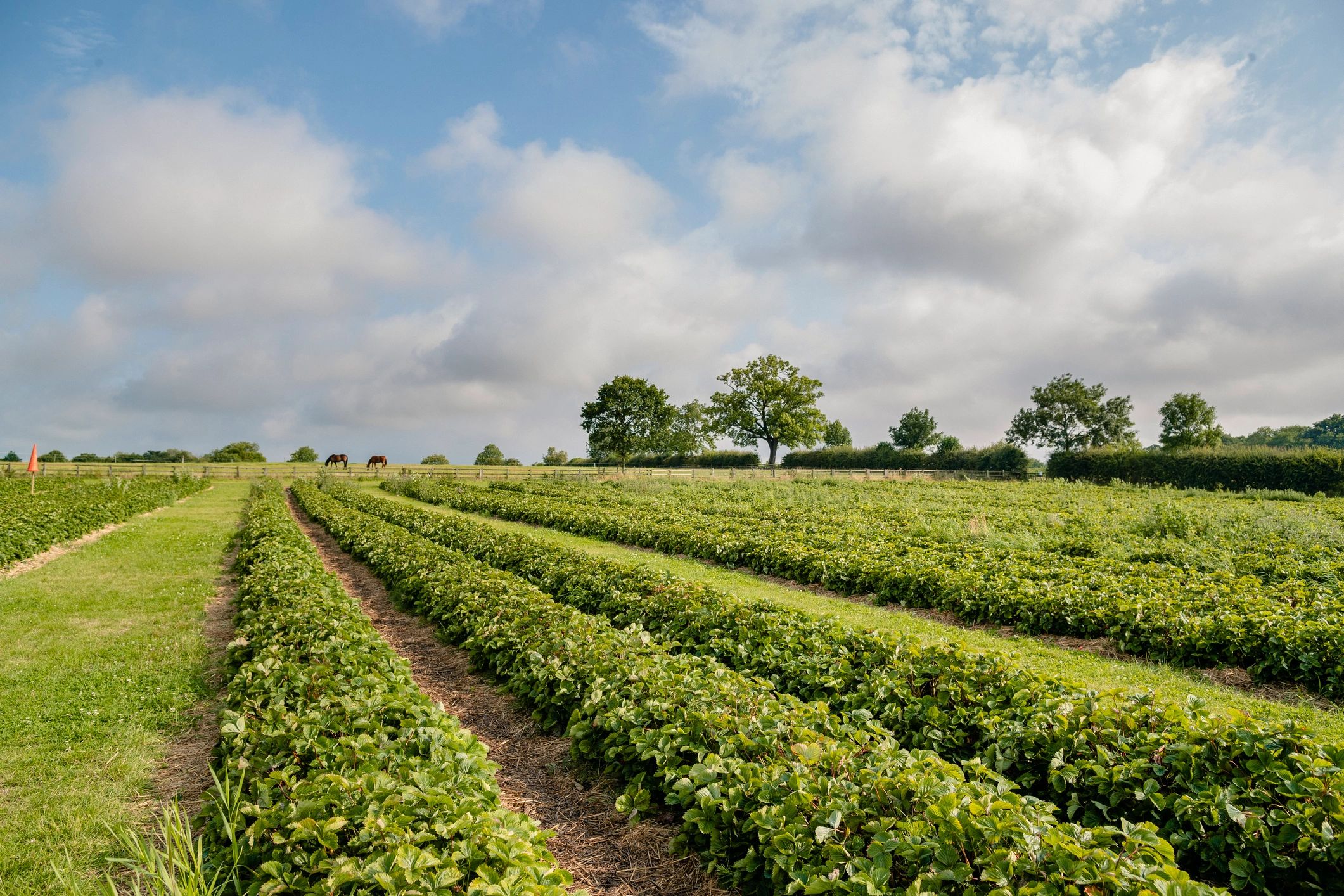 Strawberry field in bloom