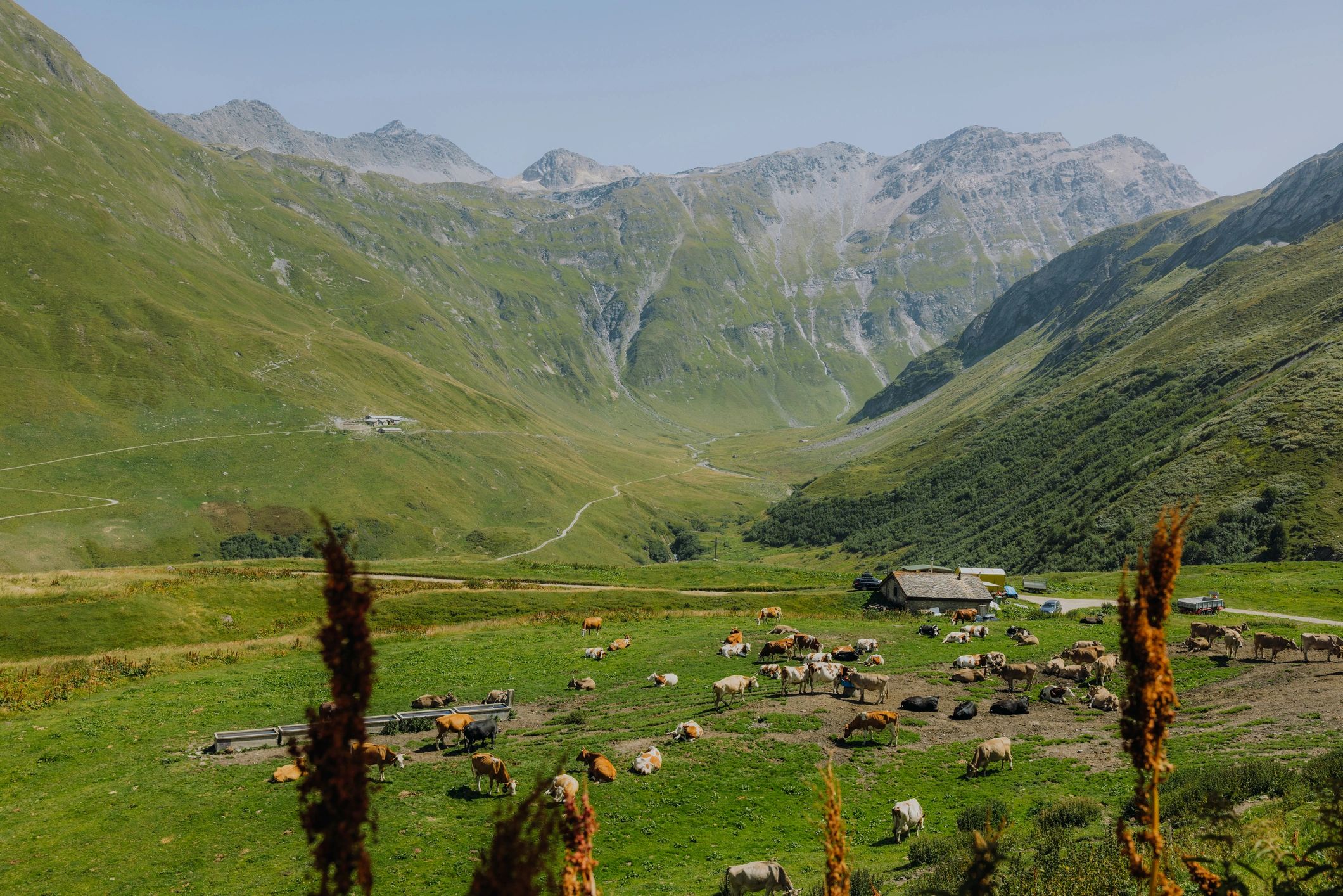 Cows grazing in a green meadow