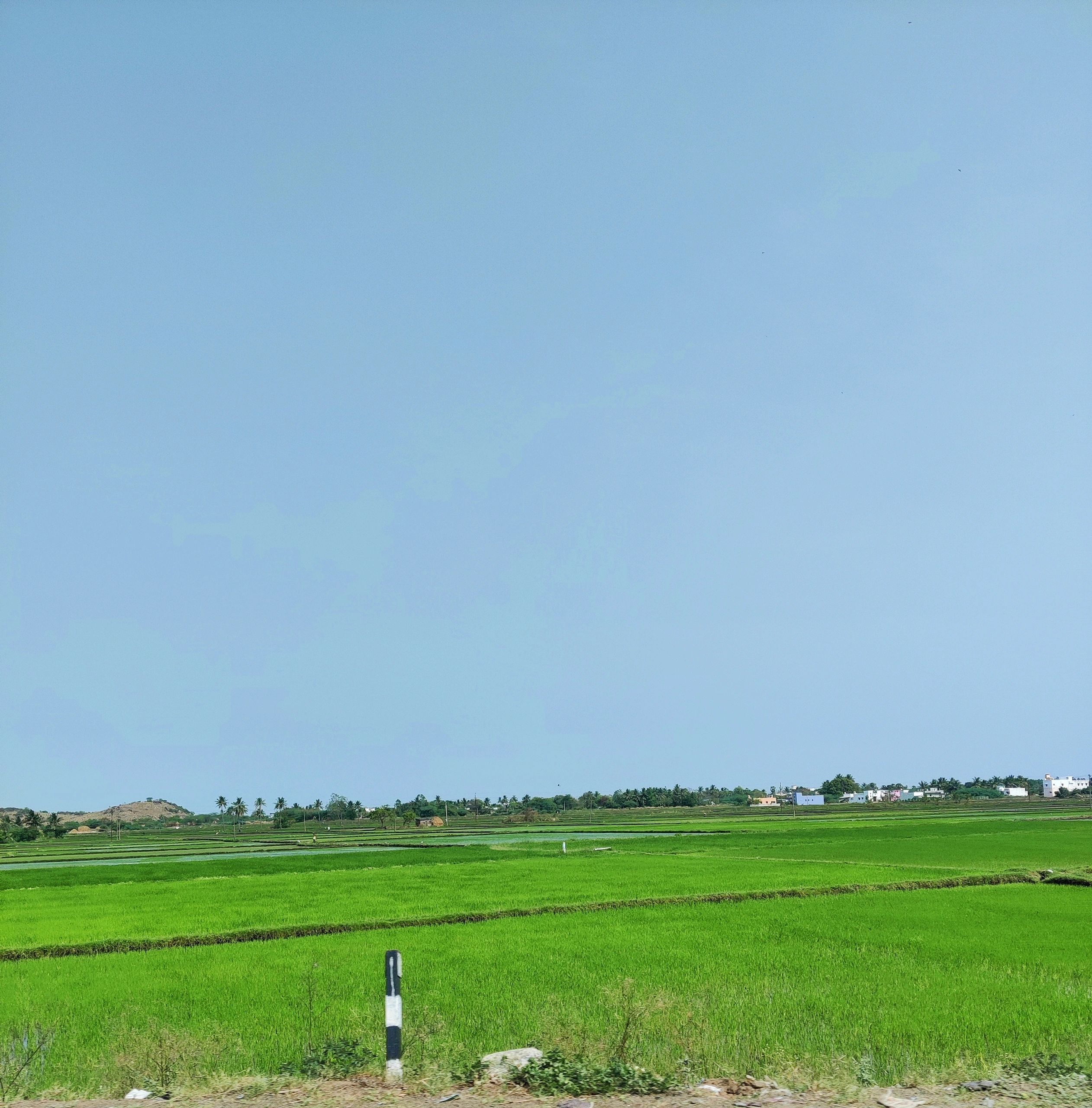 Paddy field representing agricultural organic products